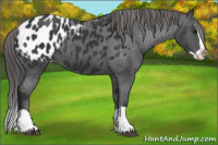 Horse Color:Black Splash Appaloosa 