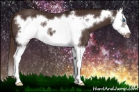 Horse Color:Liver Chestnut Splash Frame 