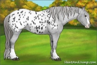 Horse Color:Black Splash Appaloosa 