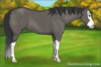 Horse Color:Grullo Splash 