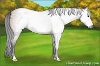 Horse Color:Gray Bay Roan Frame 