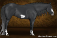 Horse Color:Black Splash Frame Rabicano