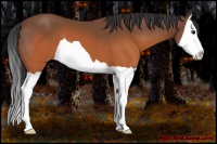 Horse Color:Brown Splash 