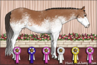 Horse Color:White Spotted Bay 