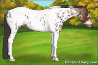 Horse Color:Bay Roan Tobiano Frame Near Leopard 