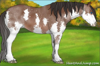 Horse Color:Bay Splash 