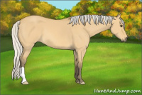 Horse Color:Silver Buckskin Dun 