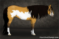 Horse Color:Gray Silver Buckskin Dun Frame 