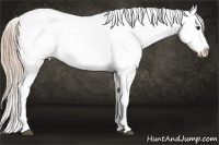 Horse Color:Red Roan Appaloosa Rabicano