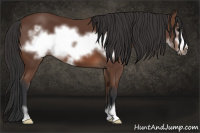 Horse Color:Bay Sabino Frame