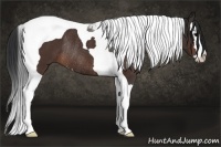 Horse Color:Bay Splash Tobiano Rabicano 