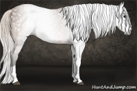 Horse Color:Gray Silver Buckskin Splash 