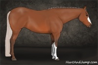 Horse Color:Silver Bay 