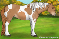 Horse Color:Chestnut Tobiano