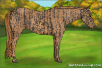 Horse Color:Black  Brindle