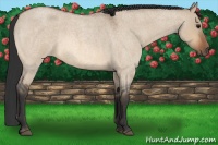 Horse Color:Bay Roan Dun 