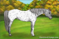 Horse Color:Blue Roan Near Leopard 