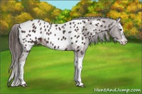 Horse Color:Liver Chestnut Splash Appaloosa 