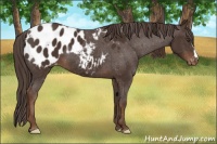 Horse Color:Liver Chestnut Appaloosa