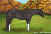 Horse Color:Smoky Black 