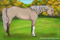 Horse Color:Silver Brown Dun 