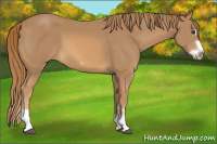 Horse Color:Chestnut Splash Frame