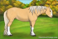 Horse Color:Palomino 