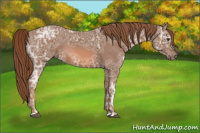 Horse Color:Liver Chestnut Ice 