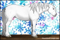 Horse Color:Gray White Spotted Black 