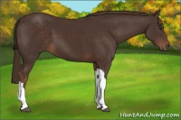 Horse Color:Liver Chestnut 