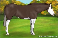 Horse Color:Liver Chestnut Splash 