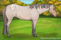 Horse Color:Bay Roan Appaloosa 