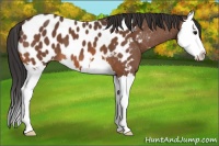 Horse Color:Bay Splash Blanket 