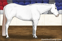 Horse Color:Brown Appaloosa 