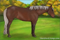 Horse Color:Silver Bay 