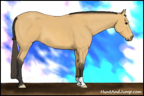 Horse Color: Buckskin 