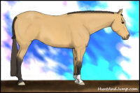 Horse Color:Buckskin 