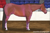 Horse Color:Bay Splash Frame