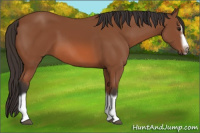 Horse Color:Bay Splash Frame 