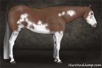 Horse Color:Bay Splash Frame