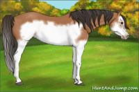 Horse Color:Bay Splash Frame 