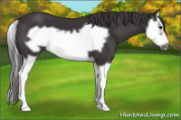 Horse Color:Smoky Black Splash Frame 