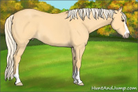 Horse Color:Palomino Dun Sabino 