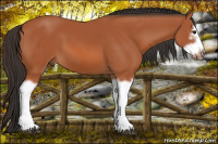 Horse Color:Bay Splash Frame 
