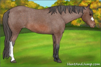 Horse Color:Unknown 