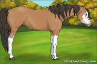 Horse Color:Bay Splash Frame