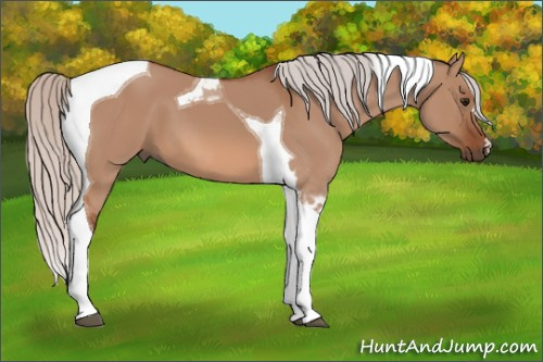 Horse Color: Silver Bay Dun Tobiano 