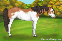Horse Color:Bay Splash Frame 