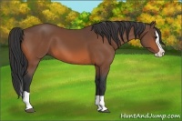 Horse Color:Bay Splash 