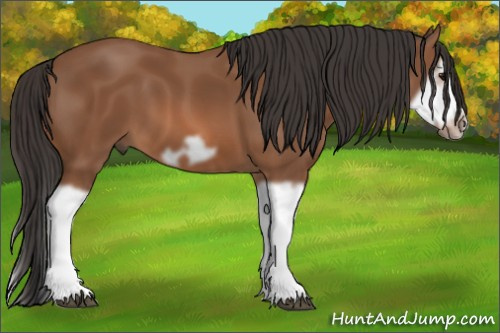 Horse Color: Bay Splash Frame 